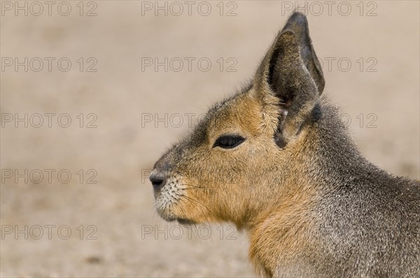 Patagonian mara (Dolichotis patagonum)