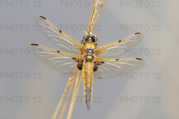 Four-spotted Chaser or Four-spotted Skimmer (Libellula quadrimaculata)