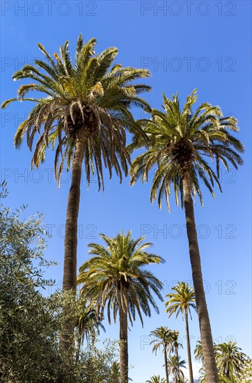 Canary Island Date Palm (Phoenix canariensis)