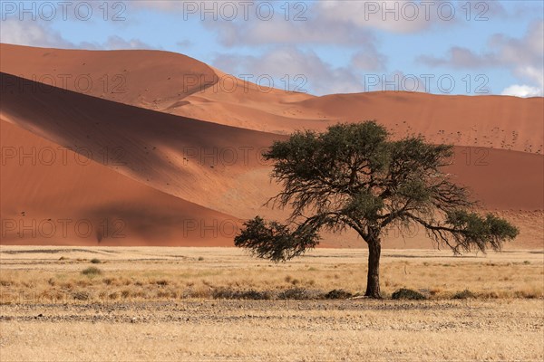 Camel Thorn Tree (Vachellia erioloba)