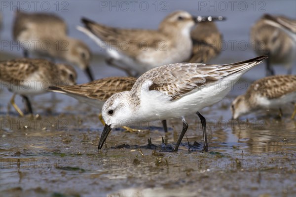 Sanderling (Calidris alba) feeding amongst sandpipers at the coast