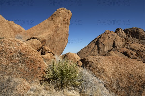 Rocks and vegetation