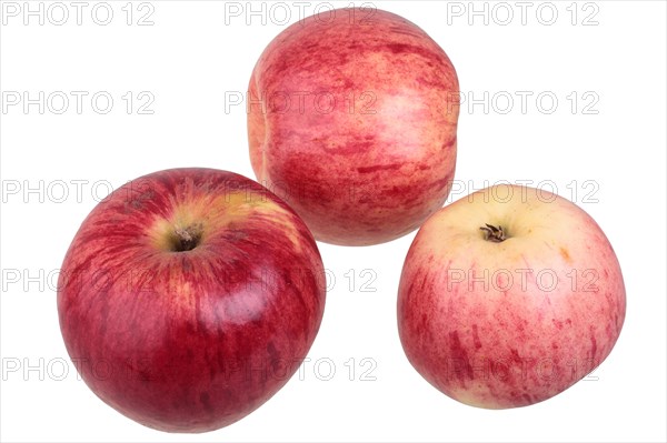 Apple variety Heuchelheim Snow Apple