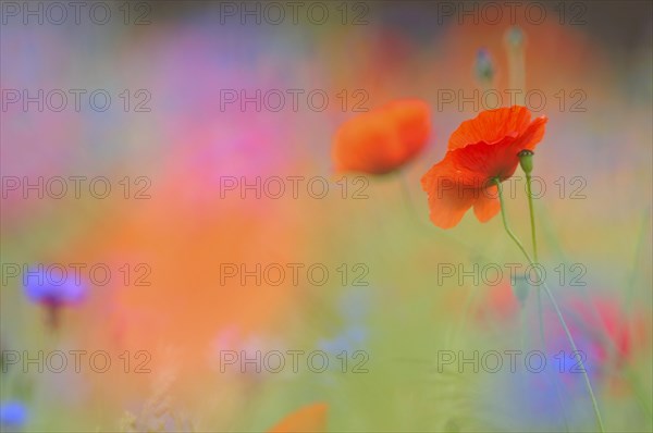 Common Poppy (Papaver rhoeas)