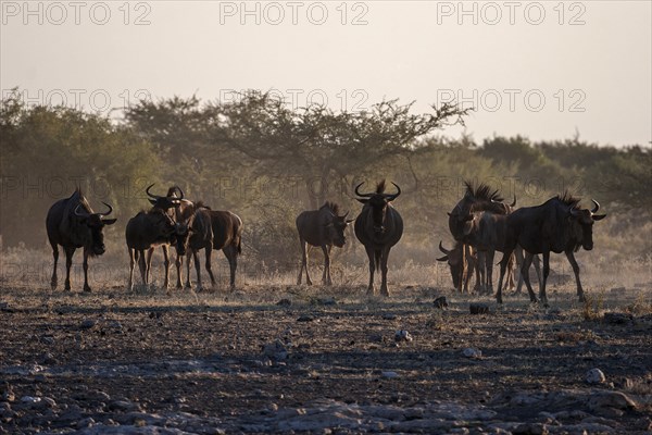 Herd of Blue Wildebeest (Connochaetes taurinus)