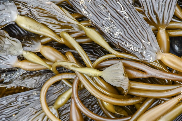 Washed up kelp on the beach