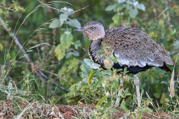 Black-bellied bustard (Lissotis melanogaster)