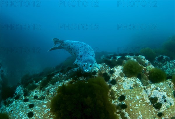 Spotted Seal or Largha Seal (Phoca largha