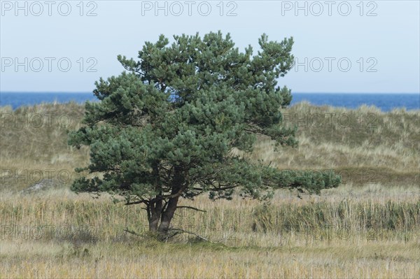 Pine tree (Pinus sylvestris)