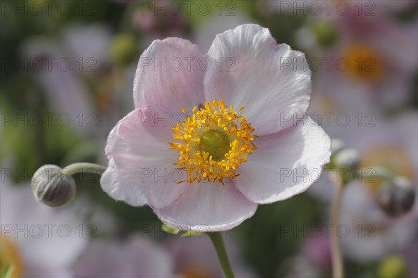 Chinese anemone (Anemone hupehensis)