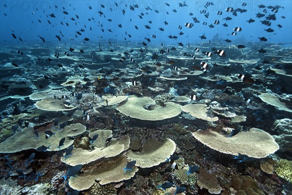 Reef flat with Acropora table coral (Acropora hyacinthus) and numerous