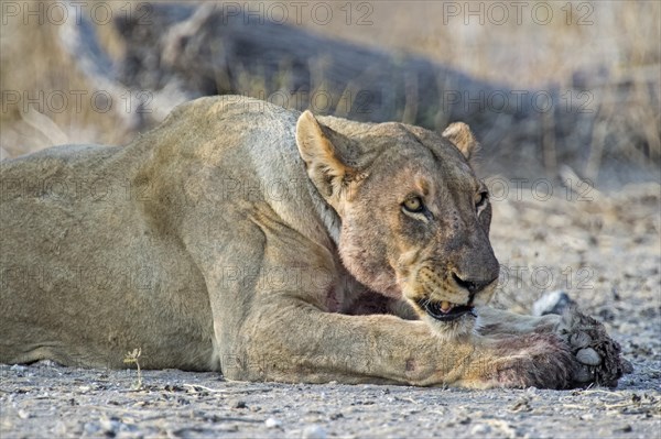 Lioness (Panthera leo) growling while lying down