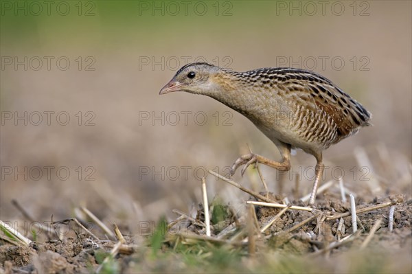 Corncrake (Crex crex)