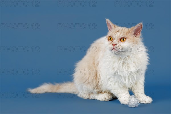 Selkirk Rex