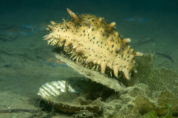 Japanese Spiky Sea Cucumber or Japanese Sea Cucumber (Apostichopus japonicus)