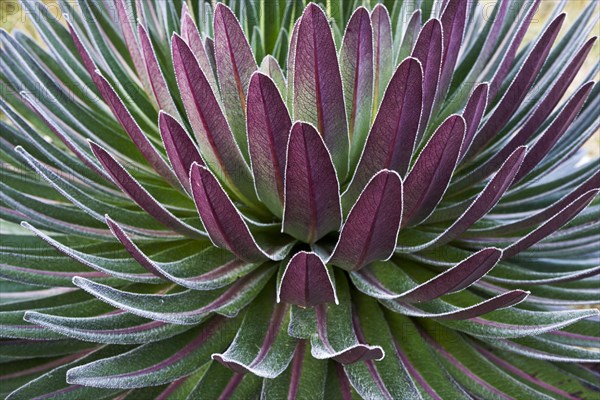 Giant Lobelia (Lobelia deckenii)