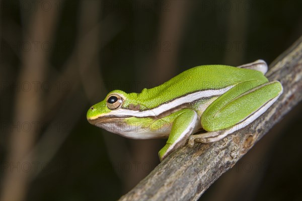 American Green Tree Frog (Hyla cinerea)