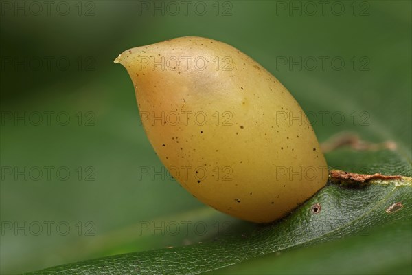 Gall of the beech gall midge (Mikiola fagi) on leaf of beech (Fagus sylvatica)