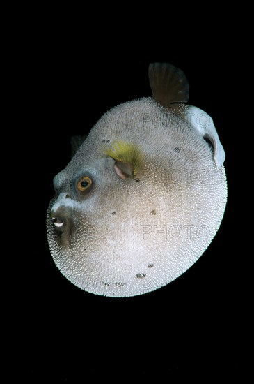 Blackspotted puffer (Arothron nigropunctatus)