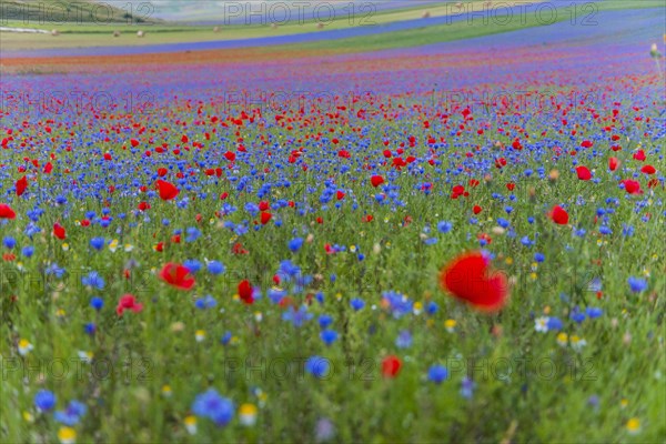 Blooming meadow