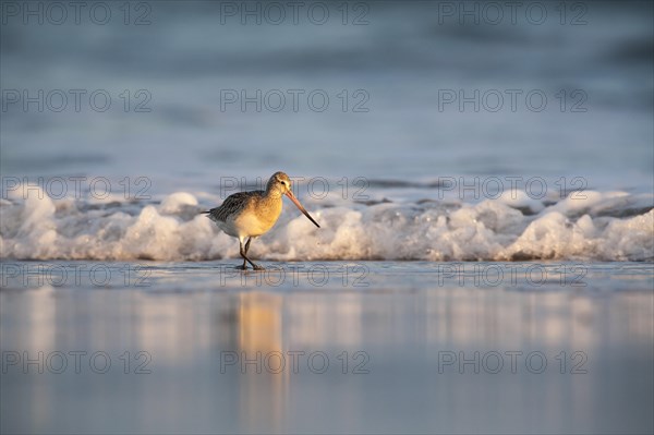 Bar-tailed Godwit (Limosa lapponica) wading along the shoreline