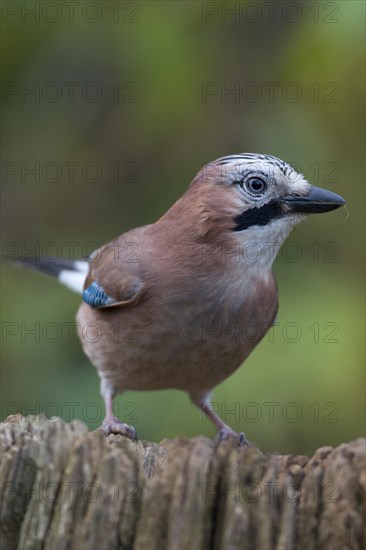 Eurasian Jay (Garrulus glandarius)