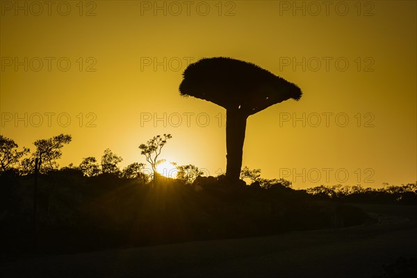 Socotra Dragon Tree or Dragon Blood Tree (Dracaena cinnabari)