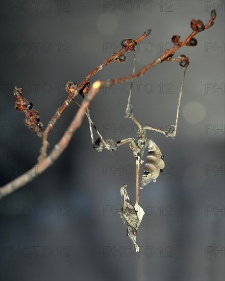 Wandering Violin Mantis (Gongylus gongyloides) on a branch