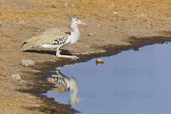 Kori Bustard (Ardeotis kori) drinking at a waterhole