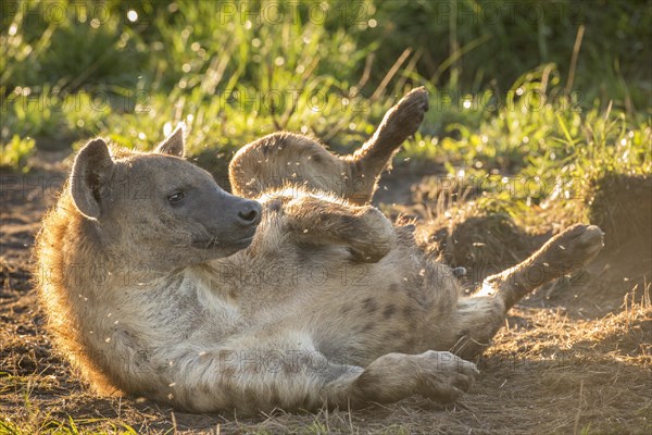 Spotted Hyena (Crocuta crocuta)