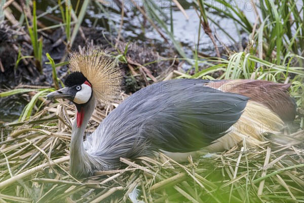 Black Crowned Crane (Balearica pavonina)