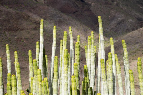 Canary Island Spurge (Euphorbia canariensis)