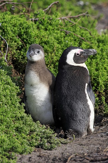 Jackass Penguins or African Penguins (Spheniscus demersus)