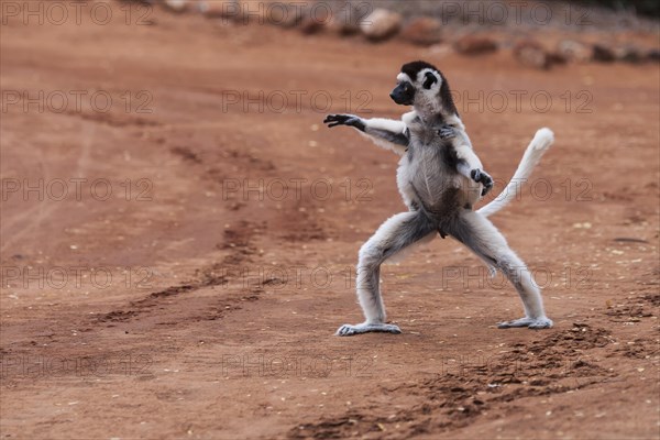 Dancing' Verreaux's sifaka (Propithecus verreauxi)