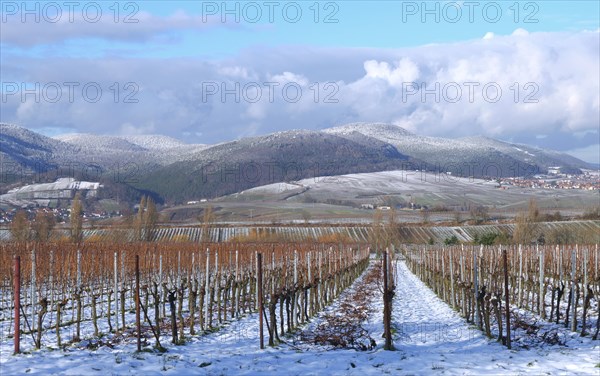 Vineyards in winter