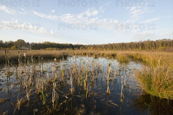 Moorlands in autumn with Bulrush (Typha latifolia)