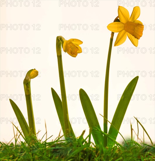 Daffodil (Narcissus)