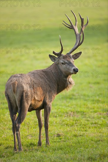 Red Deer (Cervus elaphus) with abnormal antlers after injury to the velvet