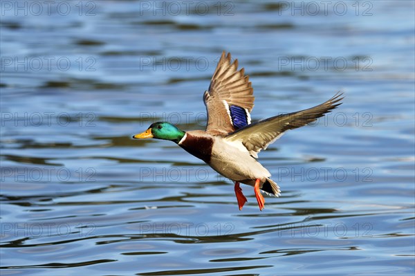 Mallard (Anas platyrhynchos)