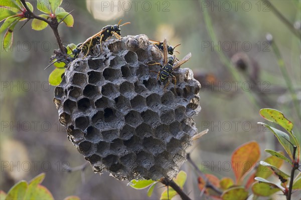 Paper Wasps (Polistes Nimpha) at nest