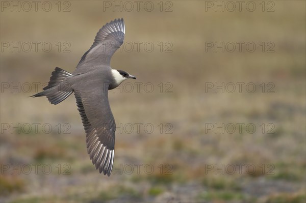 Parasitic jaeger or Arctic Skua (Stercorarius parasiticus) in flight