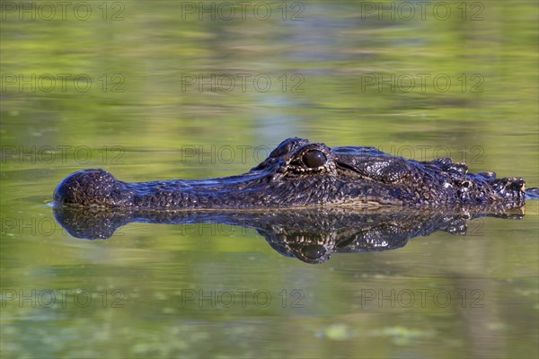 American Alligator (Alligator mississippiensis) swimming in a swamp