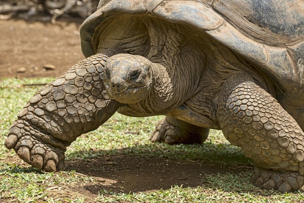 Aldabra giant tortoise (Aldabrachelys gigantea)