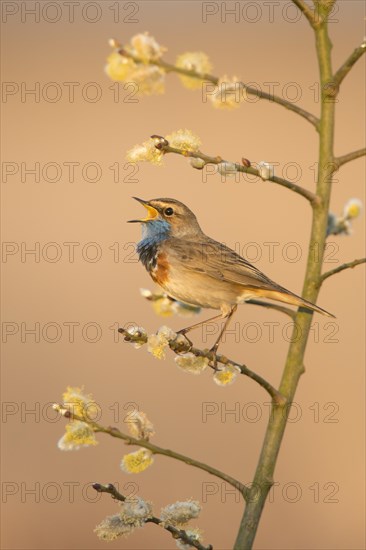 Bluethroat (Luscinia svecica)