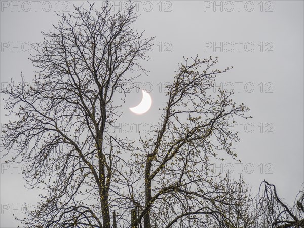 Tree in spring