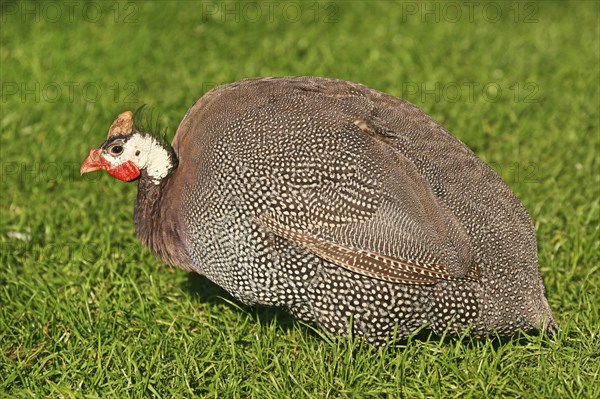 Helmeted Guineafowl (Numida meleagris)