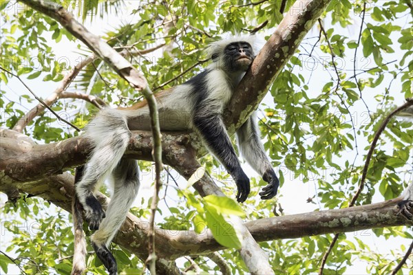 Zanzibar Red Colobus (Procolobus kirkii) sleeping on a tree