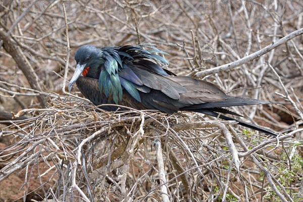 Great frigatebird (Fregata minor)