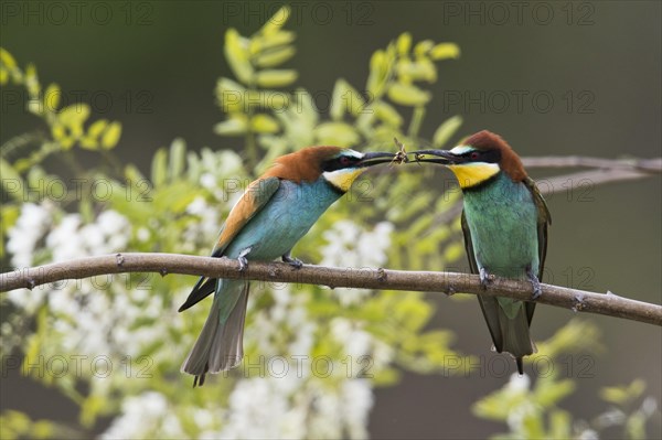 Bee-eaters (Apis mellifera)