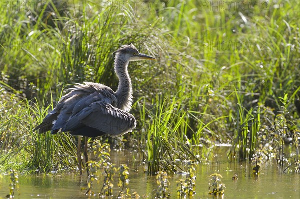 Grey heron (Ardea cinerea)